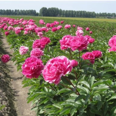 peonies in field